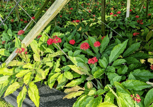 成分分析表・グラフ