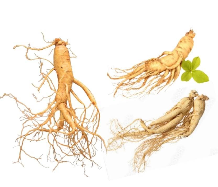 韓国論山産 高麗人参の根